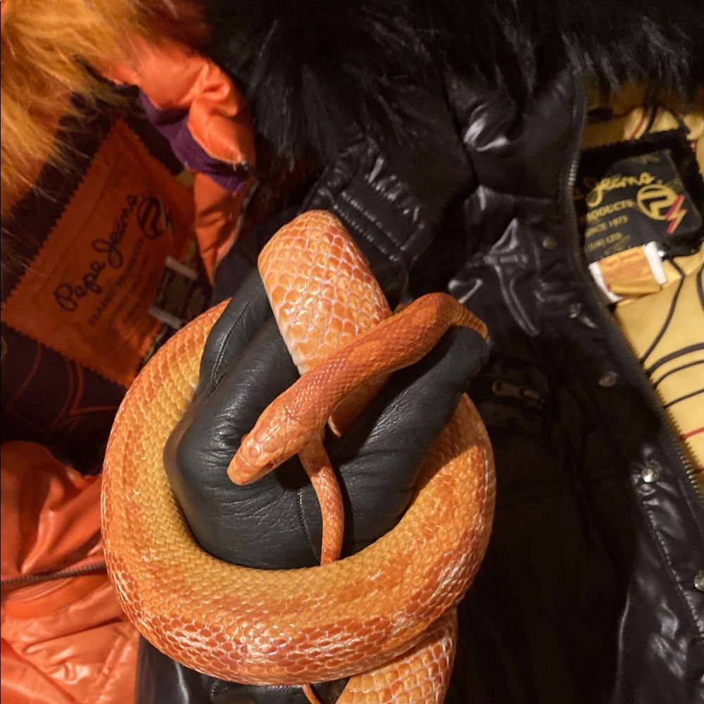 Old School Vintage 90s Pepe Jeans coyote fur trim Down winter jackets 2 …